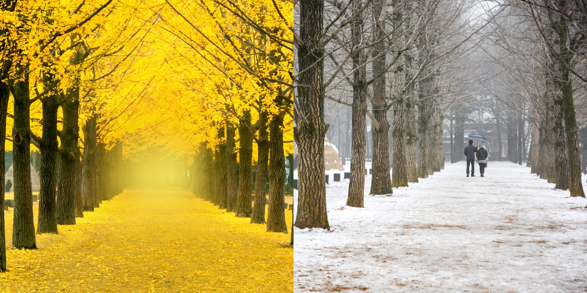 Du lịch Nami Hàn Quốc Tour Hàn Quốc Seoul Nami 5N4Đ Giá Rẻ 3